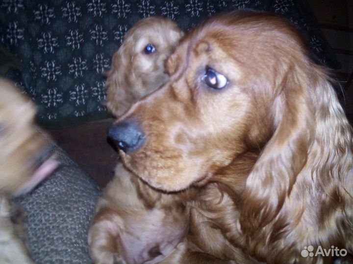 Щенки англичане