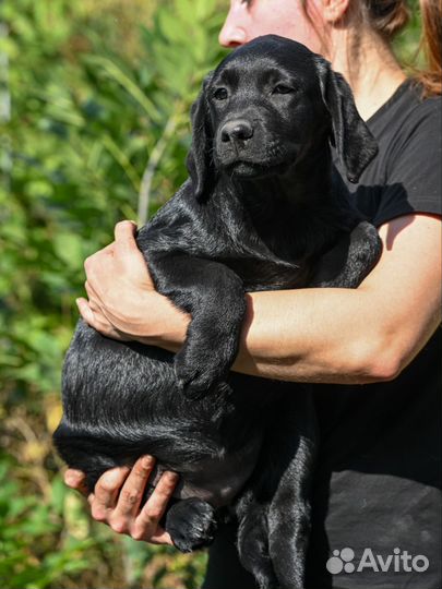 Лабрадор девочка