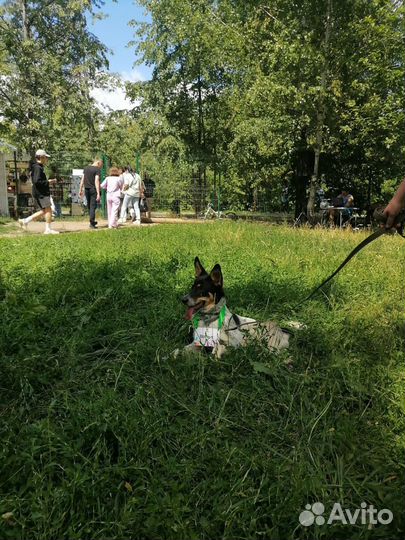 Собака в добрые руки