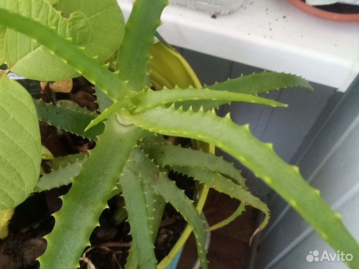 Комнатные растения