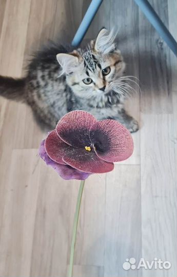 Котёнок девочка 2 месяца