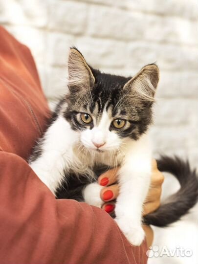 Котенок Сема мальчик 3 мес ищет дом