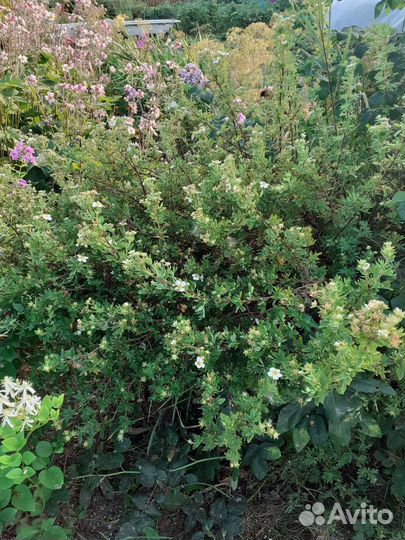 Декоративные кустарники