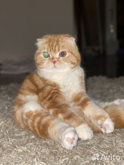 Кот британский вислоухий