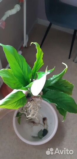 Спацифилум