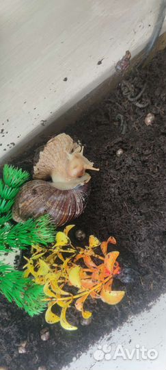 Улитки ахатины