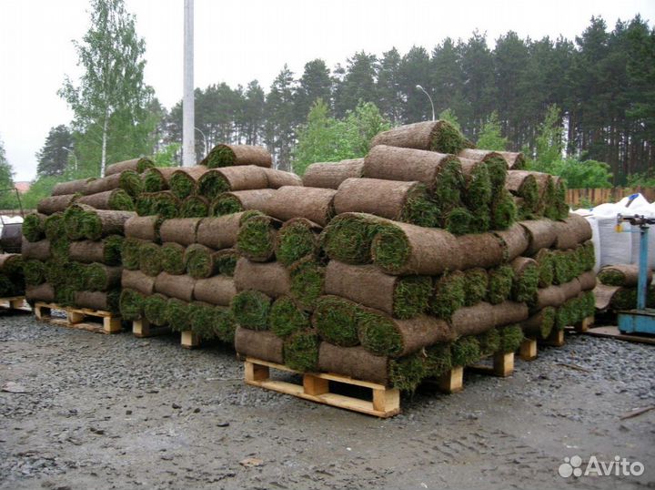 Рулонный газон под ключ