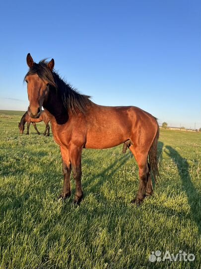 Лошадь жеребец