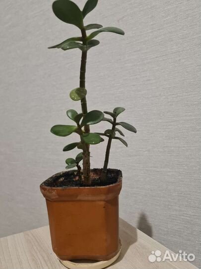 Толстянка в керамическом горшке