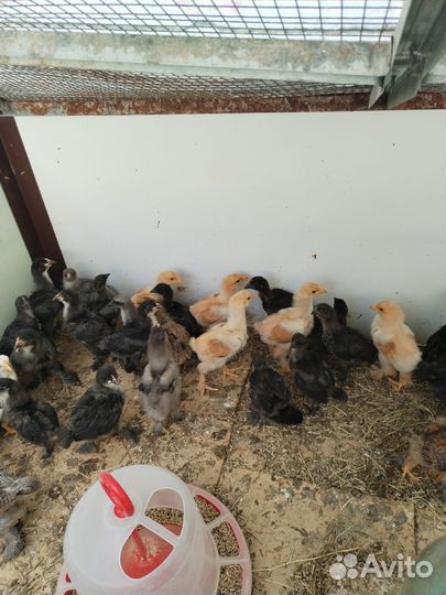 Цыплята породистые