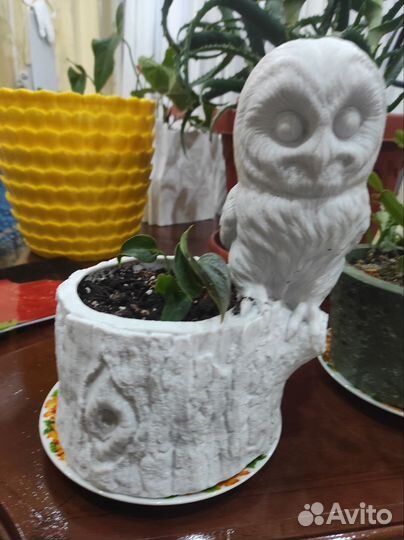 Алоэ лечебный 3х летний, антуриум, декабрист и т.д