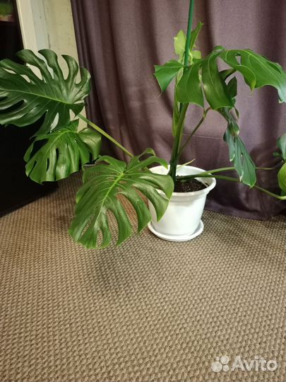 Монстера деликатесная