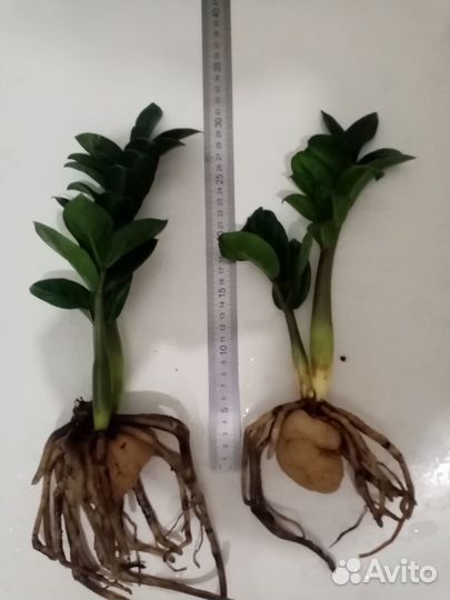 Замиокулькасы Минт и Зензи, кротон Mammi Head