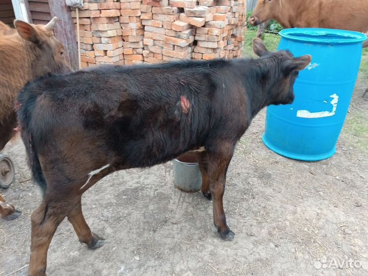 Корова дойная