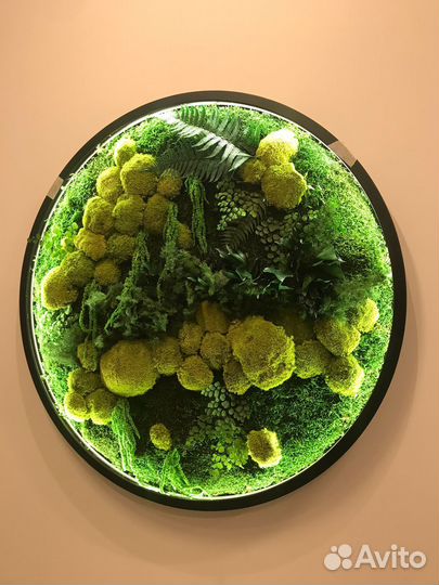 Зеленая гармония: фитокартина Арт: 215695