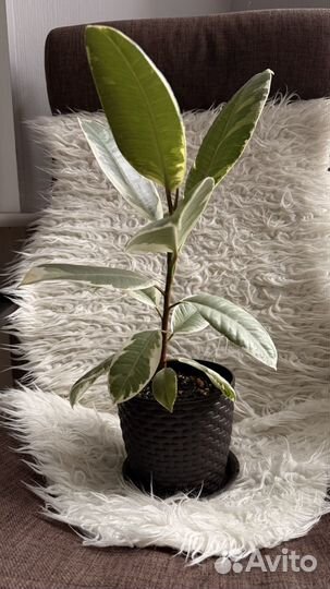 Фикус эластика тинеке