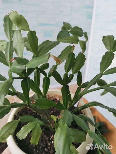 Декабрист (рипсалидопсис)