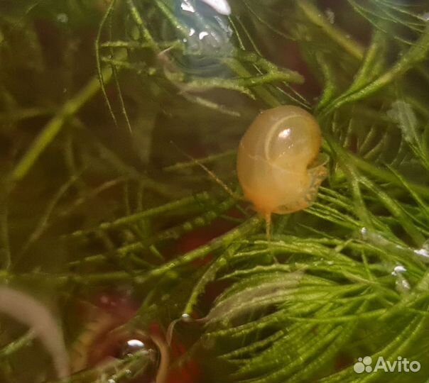 Улитки ампулярии