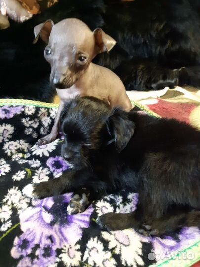 Щенки китайской хохлатой