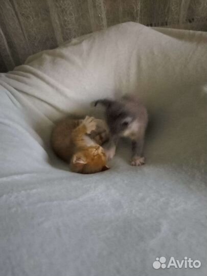 Милые котята, в добрые руки. Котята ласковые