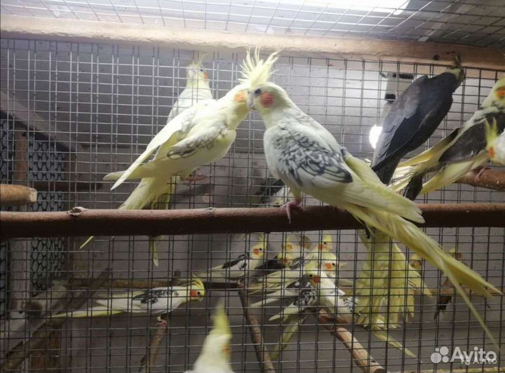 Попугаи розелла и другие