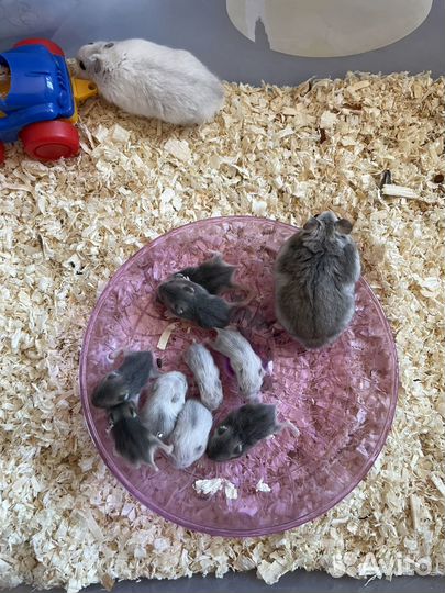 Джунгарские хомячки