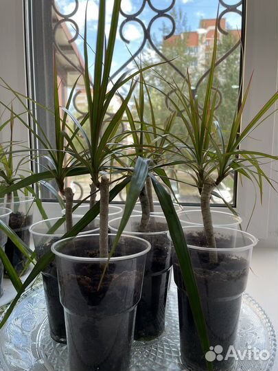 Пальма драцена Маргината