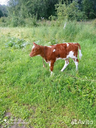 Телка 1 месяц