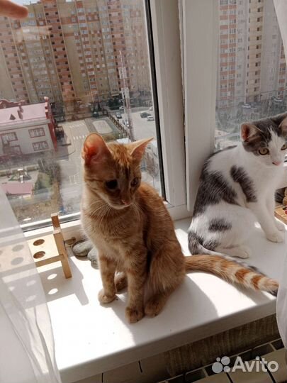 Кошечка подросток в добрые руки