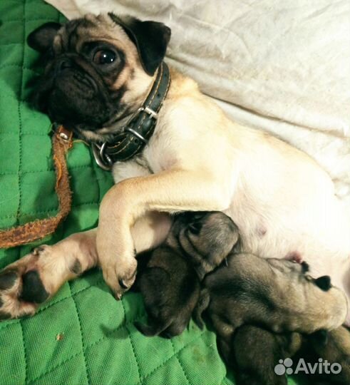 Щенки мопса