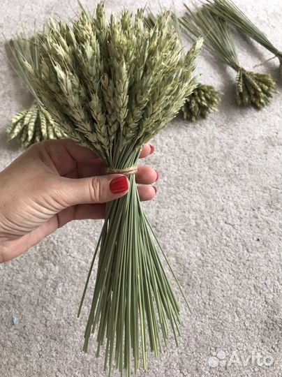Сухоцветы пшеница