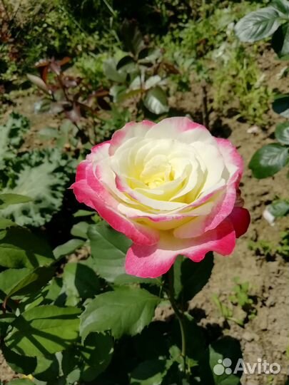 Саженцы роз