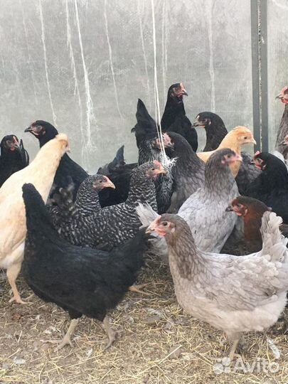 Куры несушки