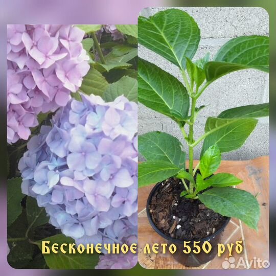 Гортензия, Почвопокровники