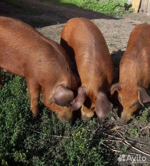 Поросята породы дюрок