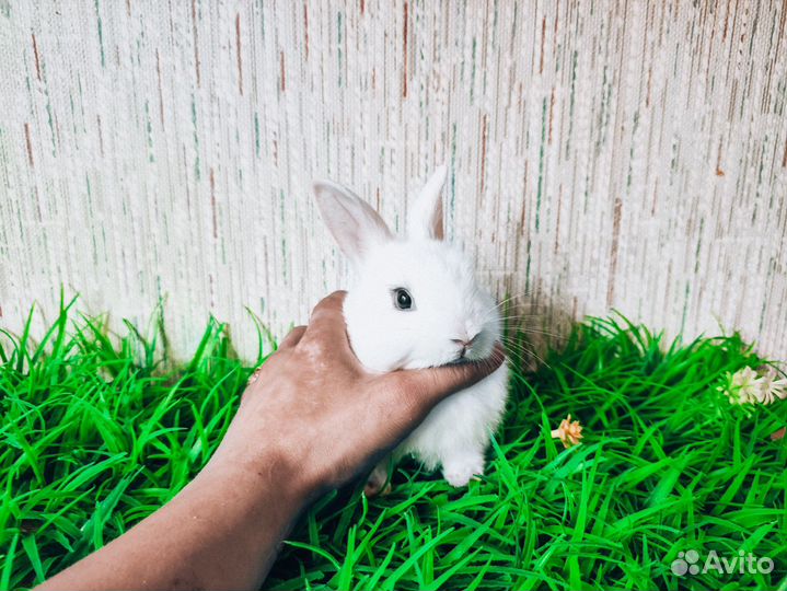 Карликовый кролик - ручной, добрый