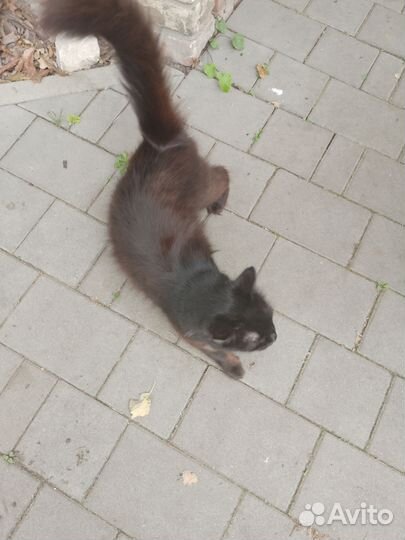 Кошка в дар