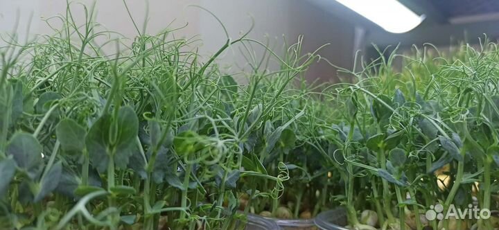 Микрозелень горох