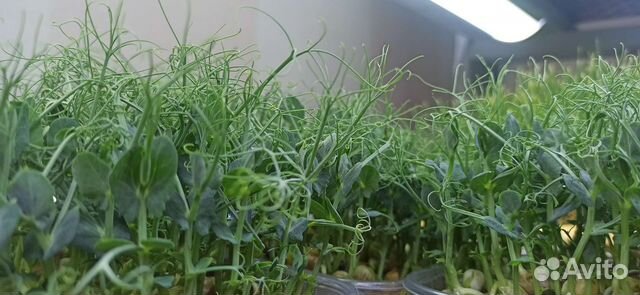 Микрозелень горох