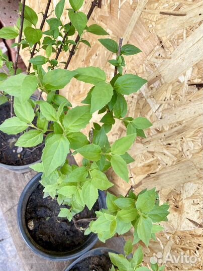 Жасмин чубушник