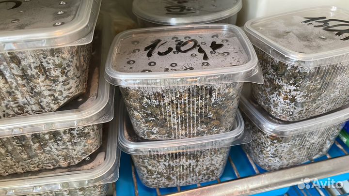 Мормыш, Гаммарус, Бокоплав свежемороженный