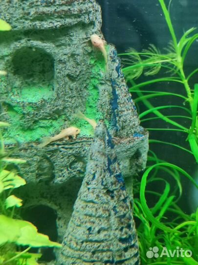 Сомики анциструс золотистый гуппи пецилия