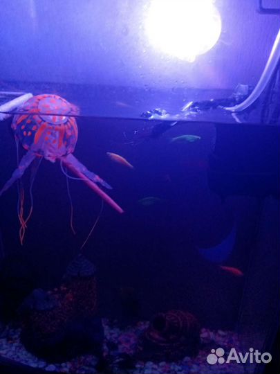 Аквариум со всем содержимым