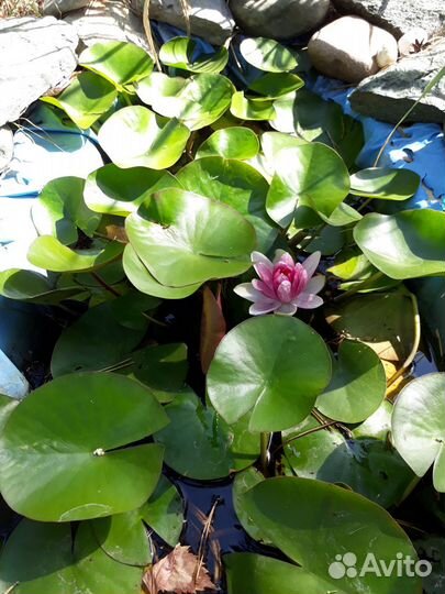 Растения для дачи и дома