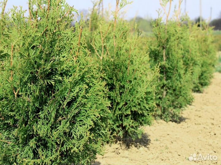 Туя брабант, туя книжка биота