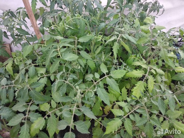 Рассада томатов