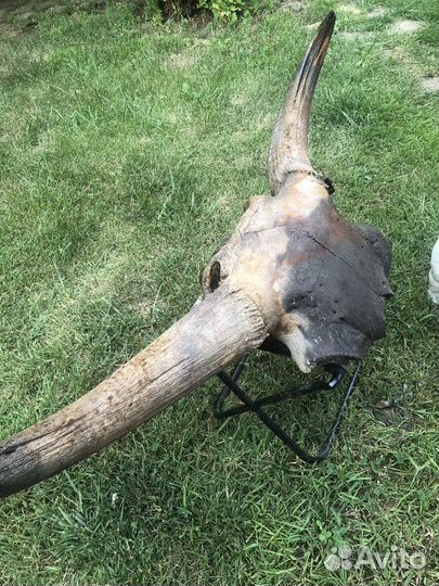 Рога древнего буйвола