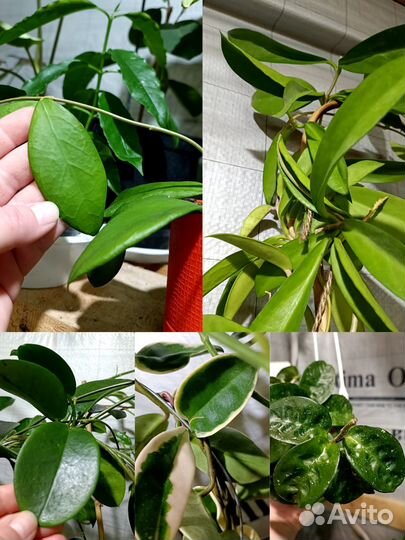 Хойи укорененные и на срез