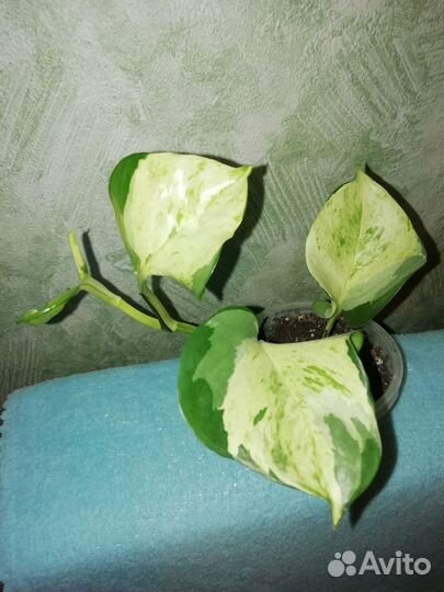 Эпипремнум