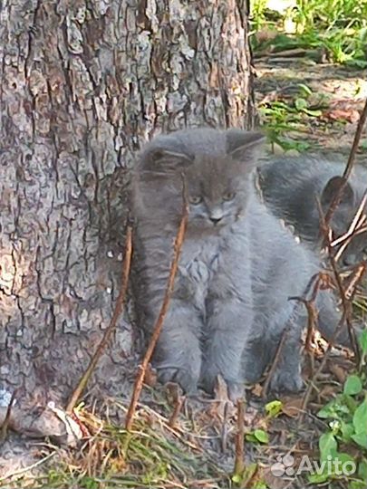 Кошки в добрые руки